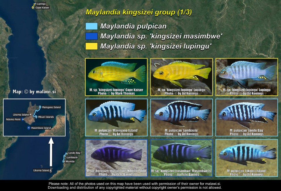 Maylandia kingsizei group (1/3)