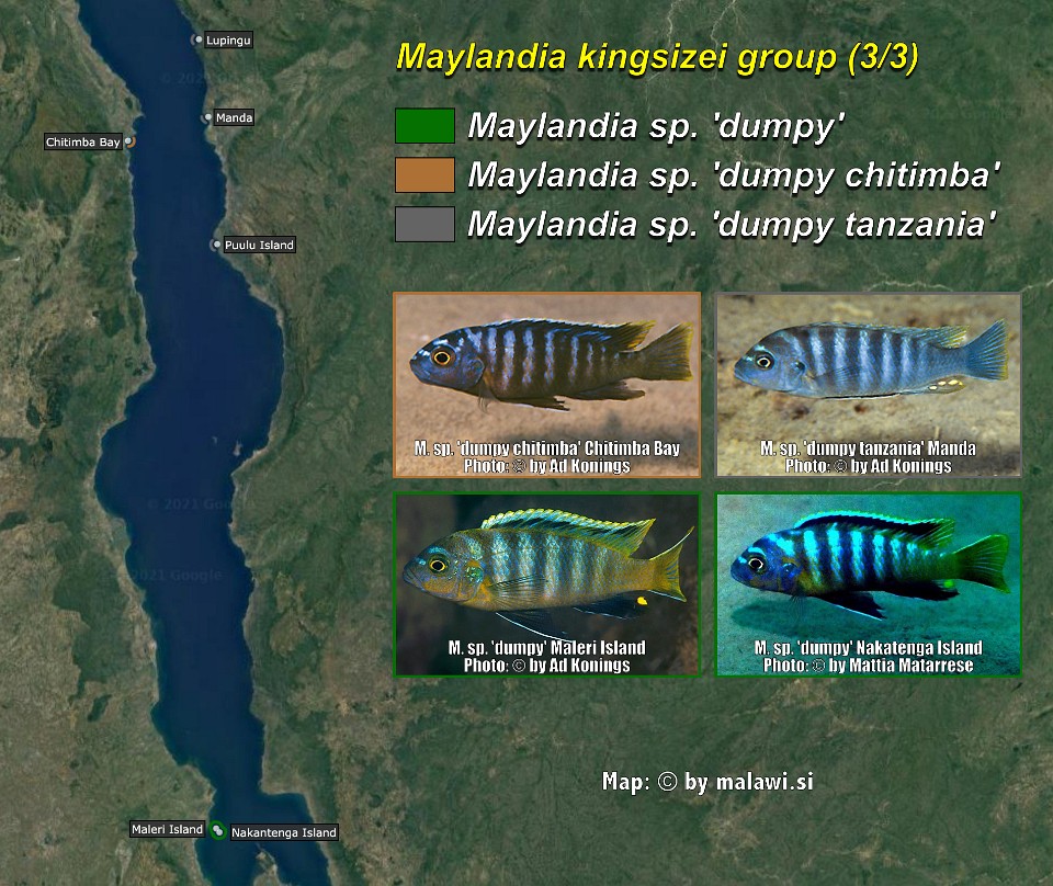 Maylandia kingsizei group (3/3)