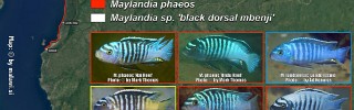 Maylandia black-dorsal.jpg