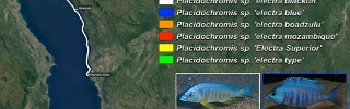 Placidochromis electra