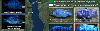 Placidochromis