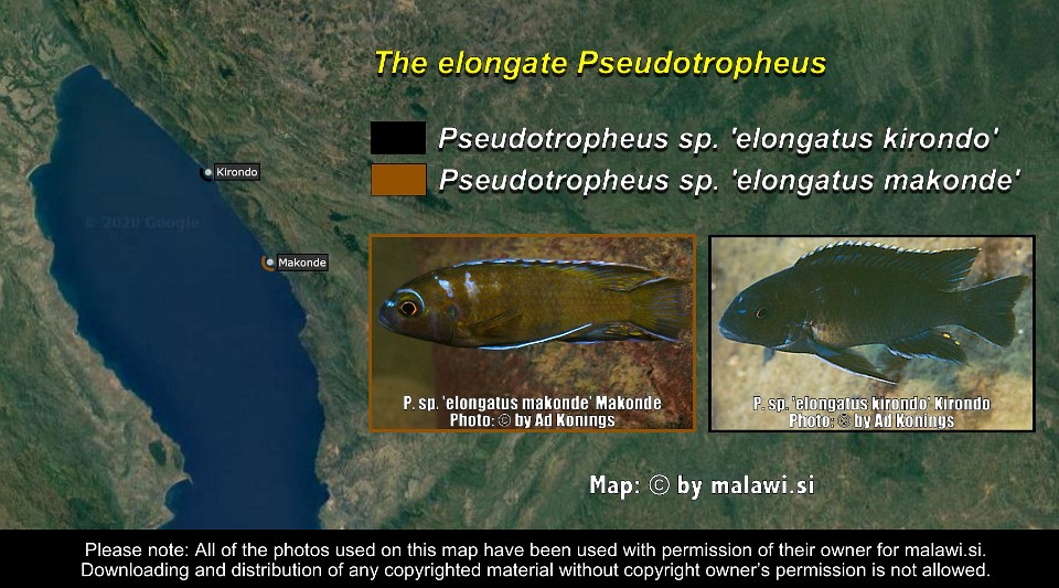 The elongate Pseudotropheus