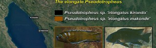 Pseudotropheus elongatus group.jpg