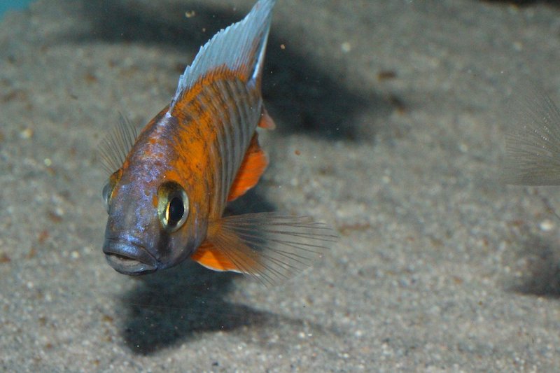 Aulonocara Jacobfreibergi 'cape Maclear'