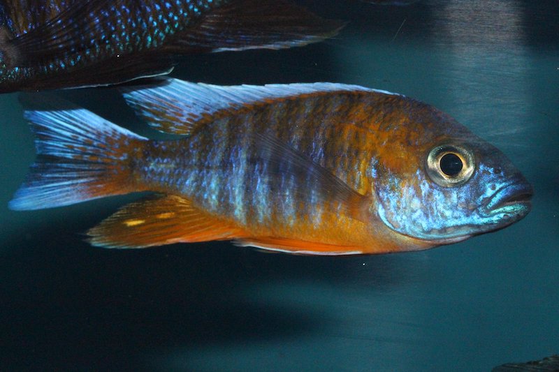 Aulonocara Jacobfreibergi 'cape Maclear'