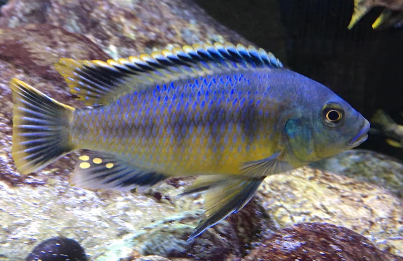 Petrotilapia Genalutea 'luwala Reef'