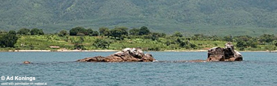 Hai Reef (Chimate Reef), Lake Malawi, Mozambique