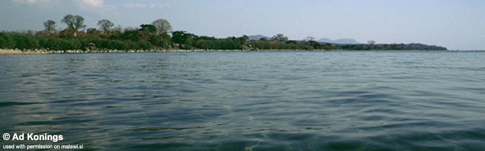 Nkhungu Reef, Lake Malawi, Mozambique