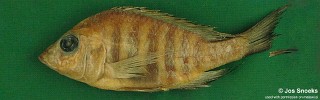 Alticorpus sp. 'bicuspid bis' Senga Bay.jpg
