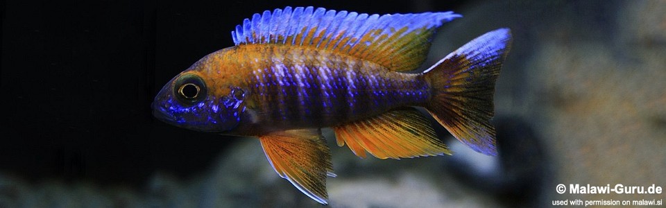 Aulonocara Jacobfreibergi 'cape Maclear'