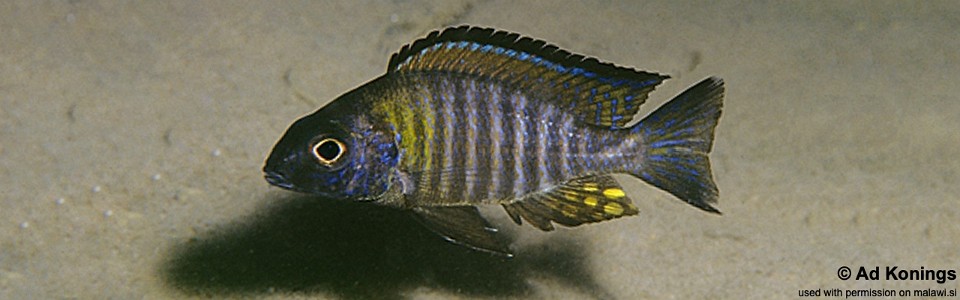 Aulonocara sp. 'chitande type north' Mkanila Bay