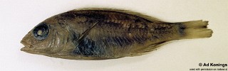 Aulonocara trematocephalum