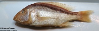 Buccochromis atritaeniatus