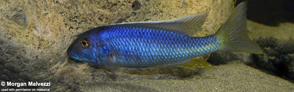 Buccochromis spectabilis (unknown locality)