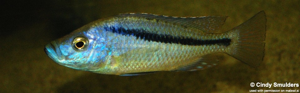 Caprichromis orthognathus (unknown locality)
