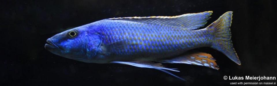 Champsochromis spilorhynchus (unknown locality)