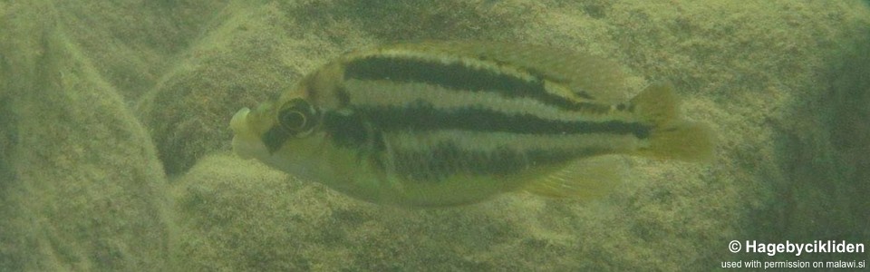 Cheilochromis euchilus 'Maleri Island'