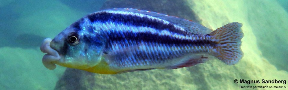 Cheilochromis euchilus 'Mbenji Island'