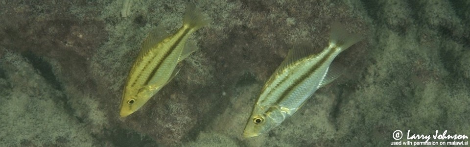 Dimidiochromis compressiceps 'Chilongo Bay'