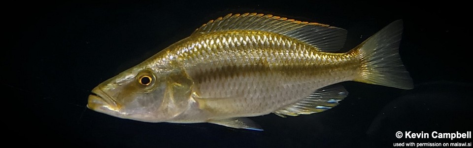 Dimidiochromis compressiceps 'Chizumulu Island'