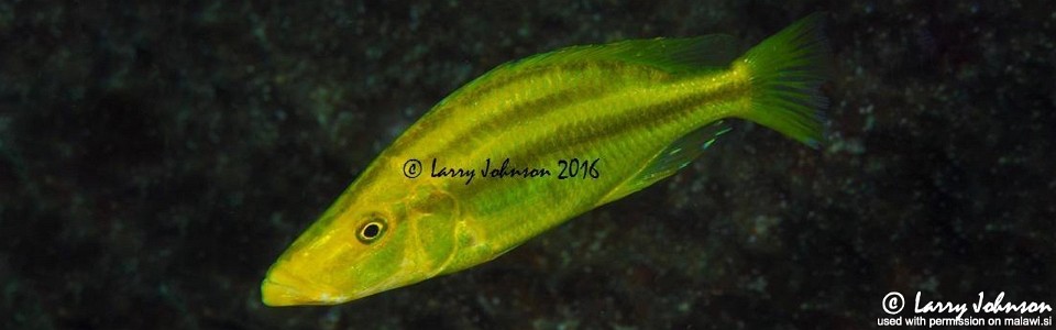 Dimidiochromis compressiceps 'Linganjala Reef'