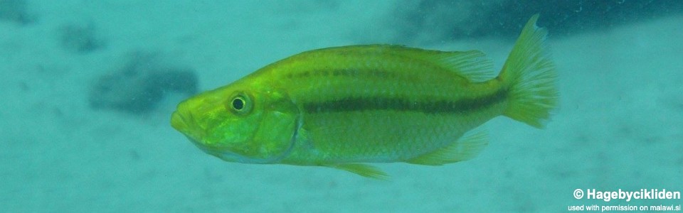 Dimidiochromis compressiceps 'Machilli Island'