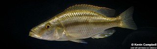 Dimidiochromis compressiceps 'Chizumulu Island'.jpg
