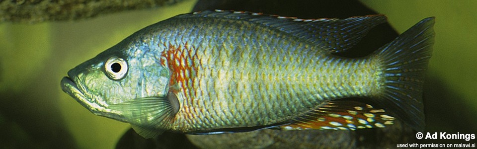Dimidiochromis strigatus (unknown locality)