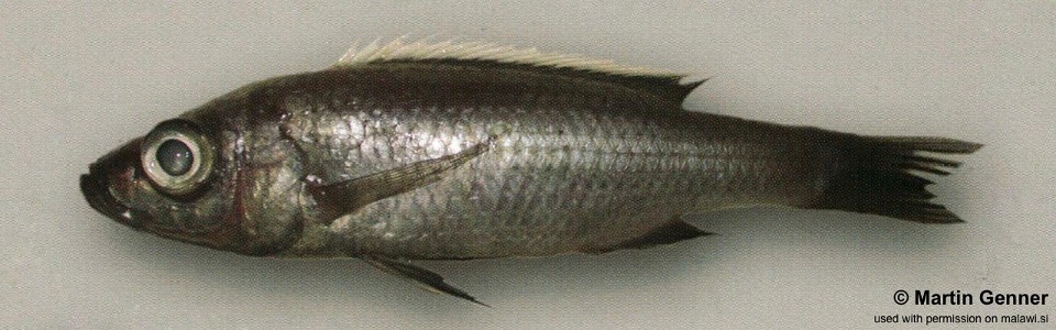 Diplotaxodon sp. 'limnothrissa msaka' Msaka