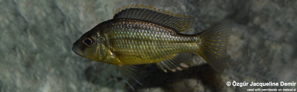 'Hemitaeniochromis' sp. 'spilopterus yellow' (unknown locality)
