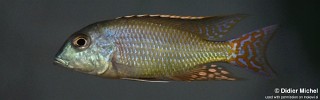Lethrinops marginatus 'Chipoka'.jpg