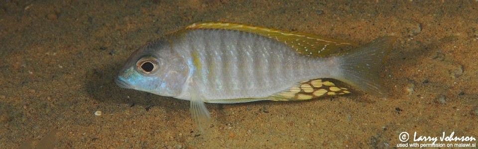 Lethrinops sp. 'longimanus likoma' Masimbwe Island