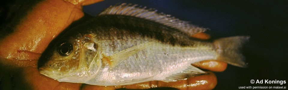 Mylochromis sp. 'melanonotus deep' Kaporo