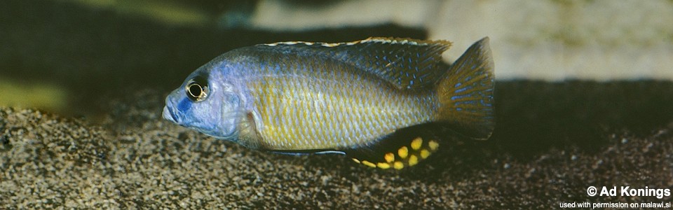 Naevochromis chrysogaster (unknown locality)