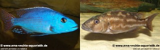 Nimbochromis fuscotaeniatus.jpg