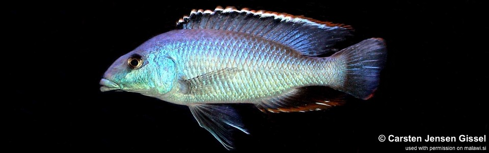 Nimbochromis linni (unknown locality)
