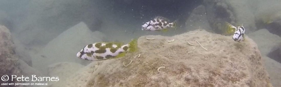 Nimbochromis livingstonii 'Mbamba Island'
