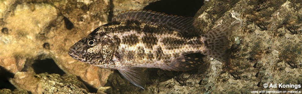 Nimbochromis polystigma (unknown locality)