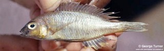 Nyassachromis sp. 'eucinostomus yellow'