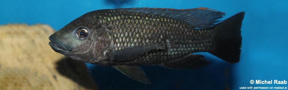 Oreochromis shiranus (unknown locality)