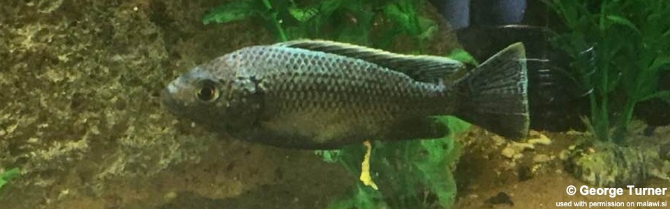 Oreochromis squamipinnis (unknown locality)