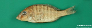 Placidochromis argyrogaster