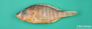 Placidochromis boops