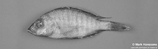 Placidochromis borealis