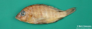 Placidochromis domirae