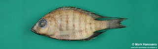 Placidochromis intermedius
