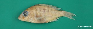 Placidochromis koningsi