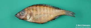 Placidochromis lineatus