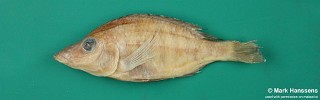 Placidochromis longirostris