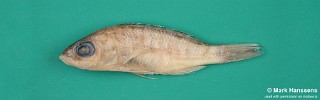 Placidochromis longus